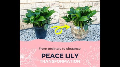 peace lily water level